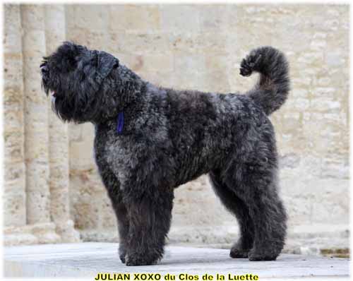 JULIAN XOXO © Elevage de bouviers des flandres du Clos de la Luette specialisé pour le bouvier des flandres Copyrigth depose